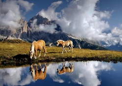 beautiful horses drinking from an alpine pond