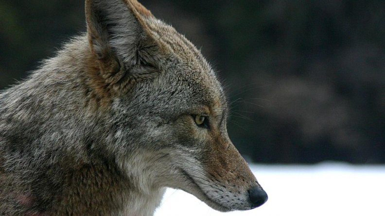 wolf_or_coyote.jpg