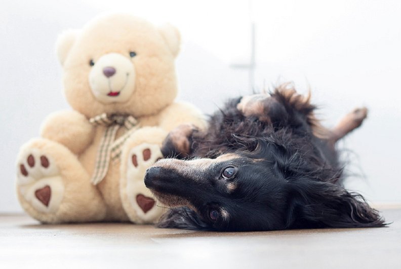 dog_and_teddy_bear.jpg