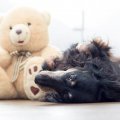 Dog and teddy bear