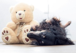 Dog and teddy bear