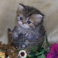 cute teacup kitten