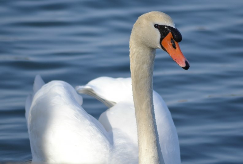 Swan following me last night.