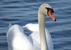 Swan following me last night.