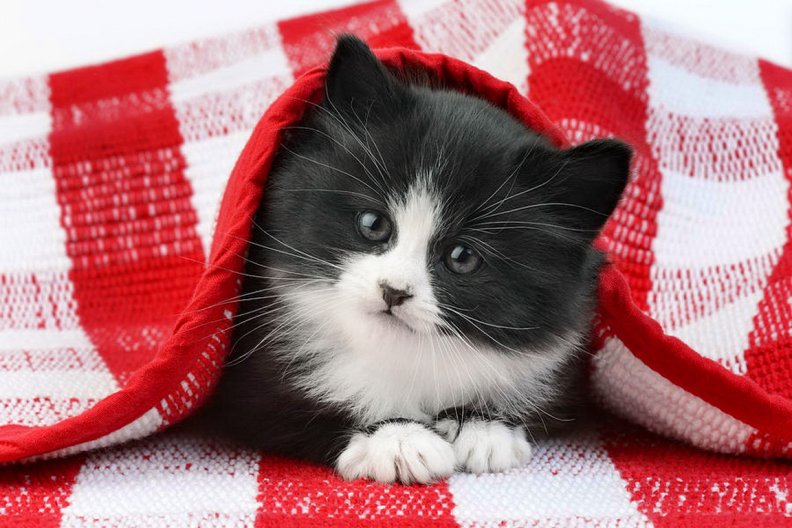 Black and white kitten under gingham