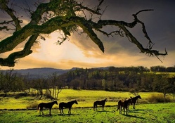 horses in a meadow at sunrise