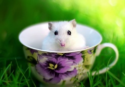 Mouse In Cup