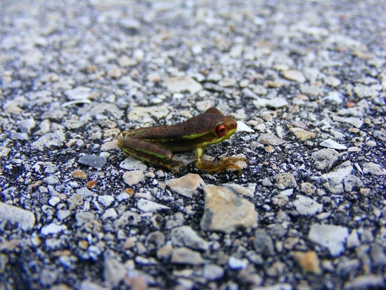 tiny_frog.jpg