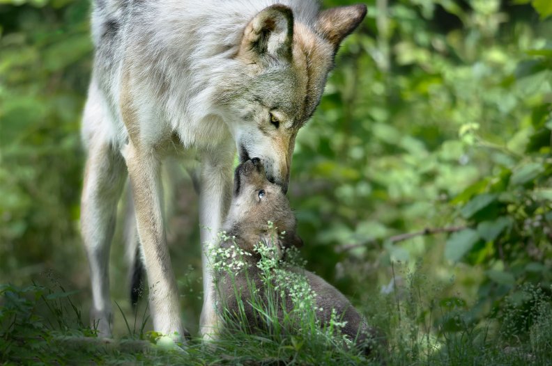 Wolf Mom