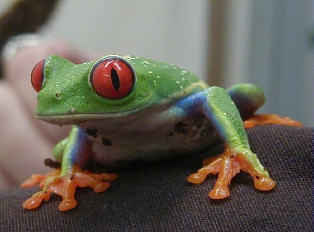 RED EYED TREE FROG