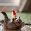 KITTY PLAYING WITH FEATHER