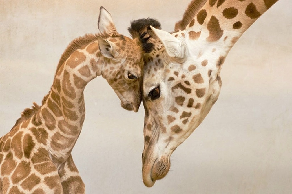 Giraffe &amp; baby