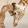 Giraffe & baby