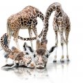 Adorable giraffes