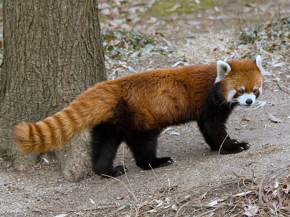 Red Panda _forest