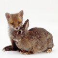 Fox puppy and a rabbit