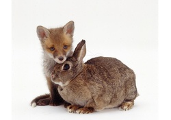 Fox puppy and a rabbit