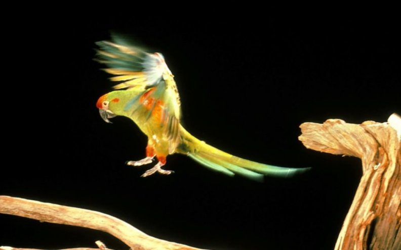 beautiful_parrot.jpg