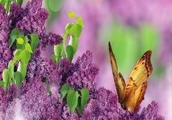 Lilacs and butterly