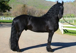 Ebony stallion