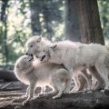 White Wolf Pack