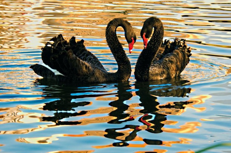 black_swans.jpg