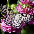 Butterfly on pink flowers
