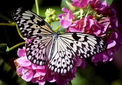 Butterfly on pink flowers