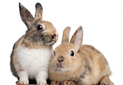 rabbit pals