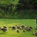 a family of canadian geese