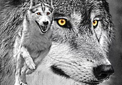 yellow eyed wolves