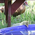 Baby gosling looks different then the other mama's, muscovy ducklings