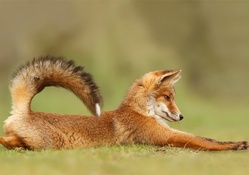 Fox stretch