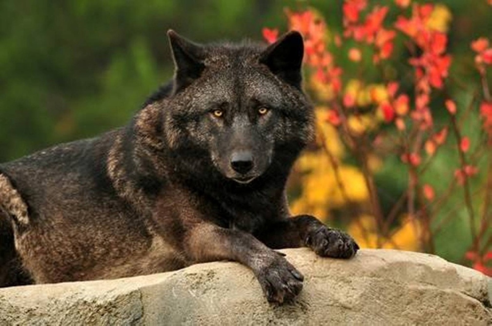 BLACK WOLF LOOKING AT YOU