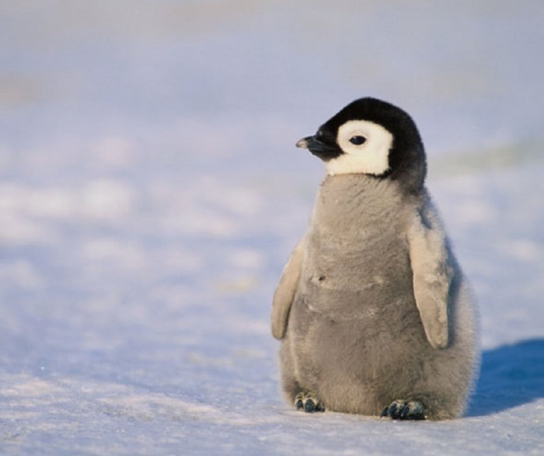 baby_penguin.jpg