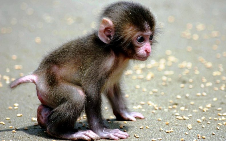 baby_monkey.jpg