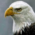 American Bald Eagle F