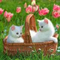 kittens in a tulip garden
