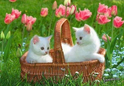 kittens in a tulip garden
