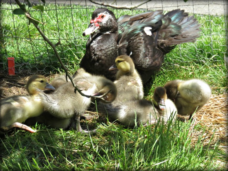 little_mommy_muscovy_and_her_ducklings.jpg