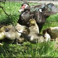 Little mommy muscovy  and her Ducklings
