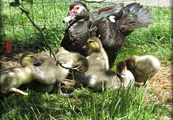 Little mommy muscovy  and her Ducklings