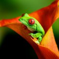 Frog Inside Orange Flower