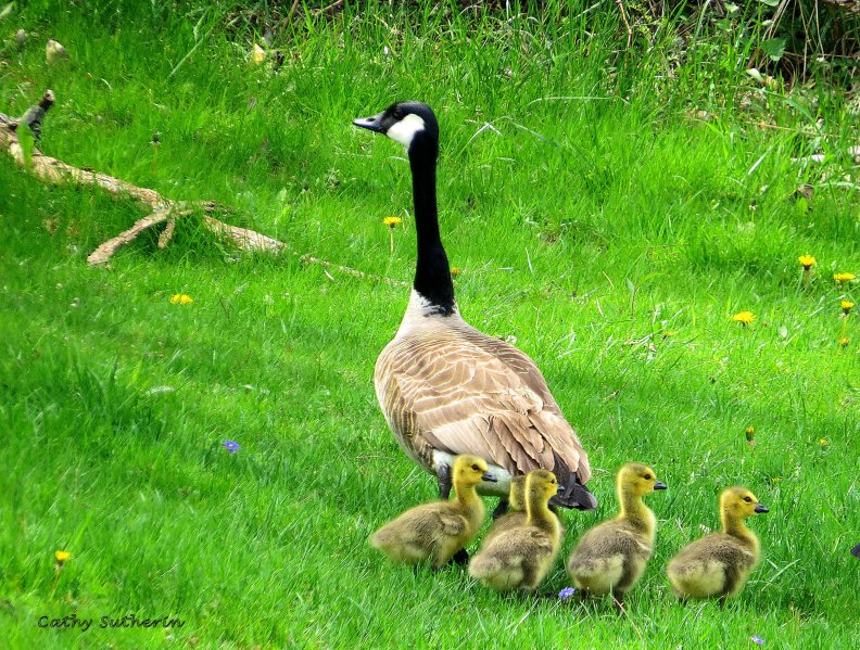Mama Goose and Her Babies Not Listening