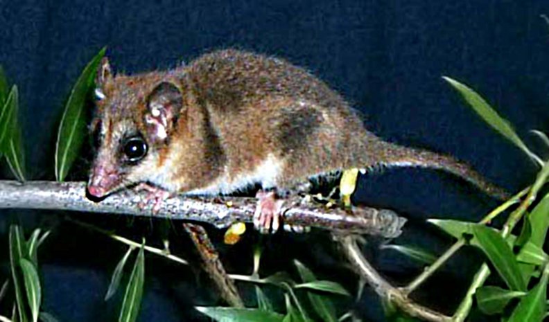 Marsupial mouse