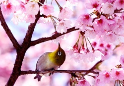 Lovely bird and spring