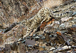 wild snow leopard