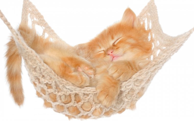 Little Ginger Kitten Sleeping in Her Hammock