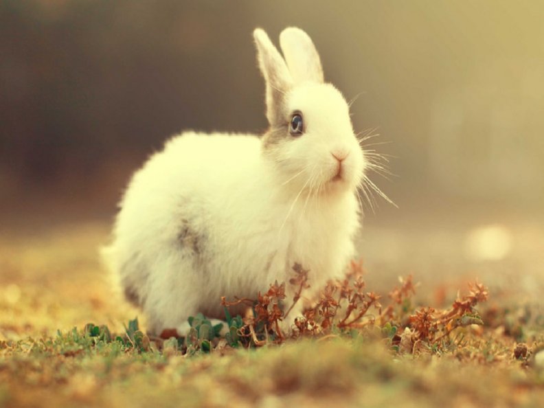 cute_little_bunny.jpg