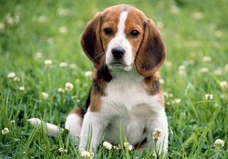 beagle cute face